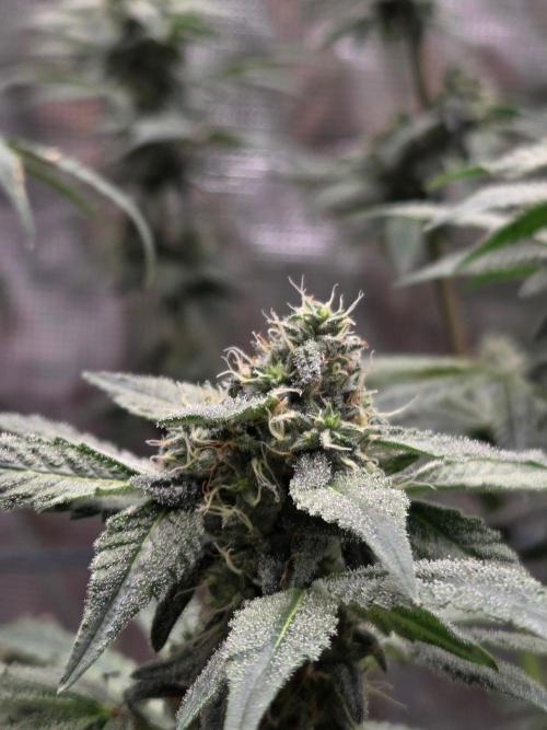 lemon cherry gelato. Week 13