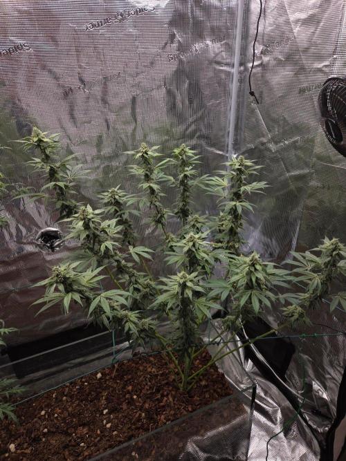 lemon cherry gelato. Week 13