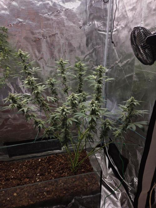 lemon cherry gelato. Week 13