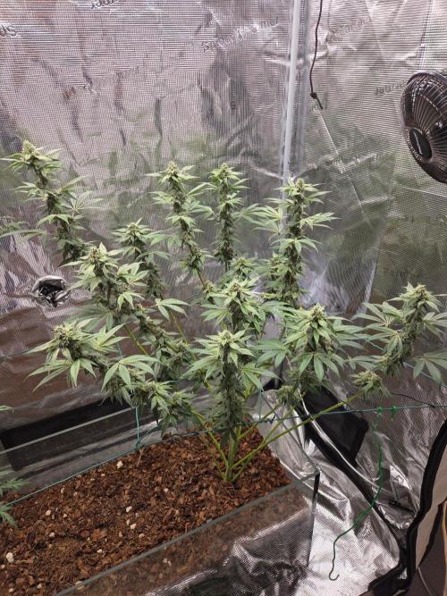lemon cherry gelato. Week 13