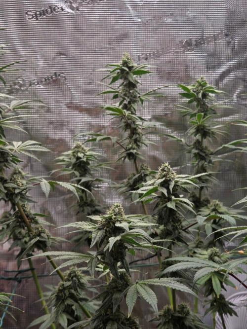 lemon cherry gelato. Week 13