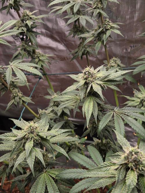 lemon cherry gelato. Week 13
