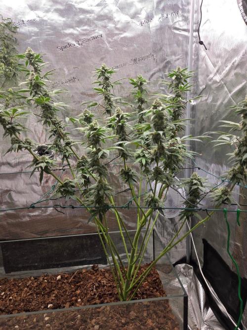 lemon cherry gelato. Week 13