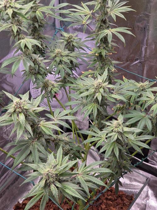 lemon cherry gelato. Week 13