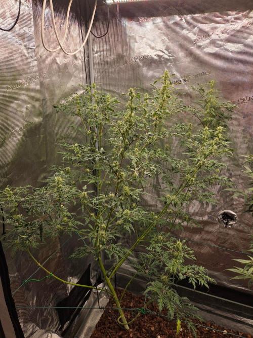 Skunktrail fem. Week 13