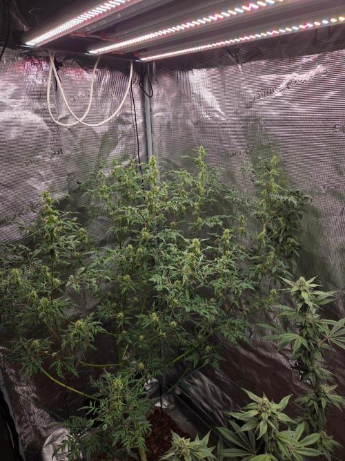 Skunktrail fem. Week 13