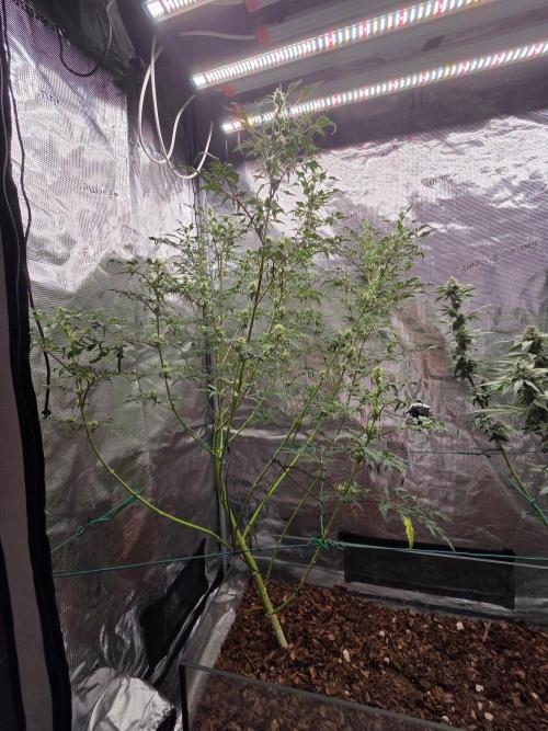Skunktrail fem. Week 13