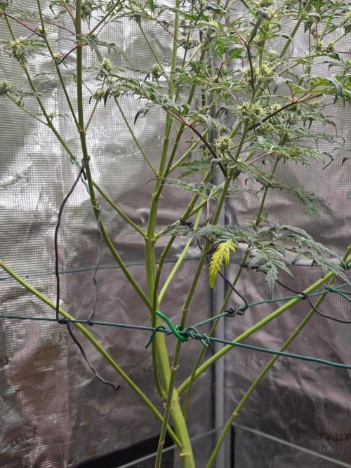Skunktrail fem. Week 13