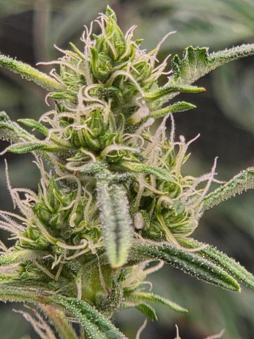 Skunktrail fem. Week 13