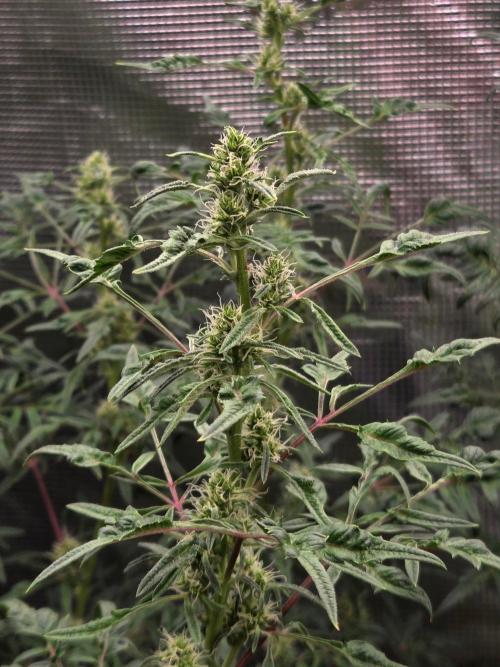 Skunktrail fem. Week 13