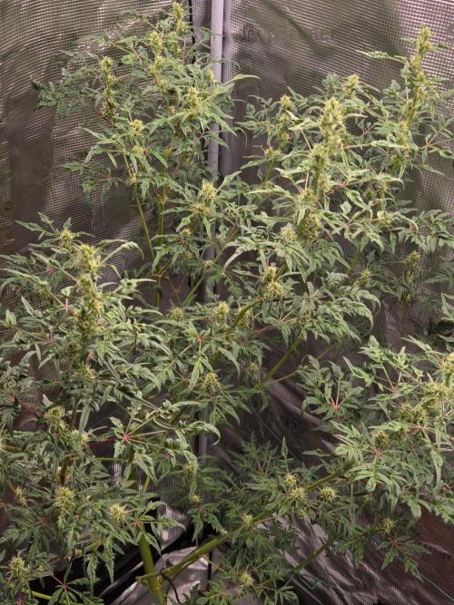 Skunktrail fem. Week 13