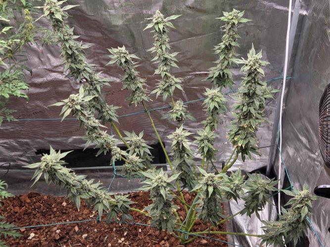 lemon cherry gelato. Week 14