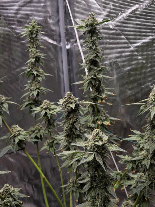lemon cherry gelato. Week 14