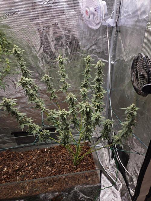 lemon cherry gelato. Week 14