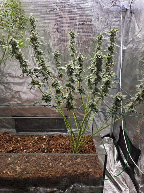lemon cherry gelato. Week 14