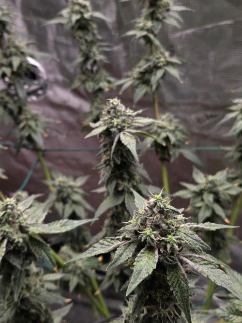 lemon cherry gelato. Week 14