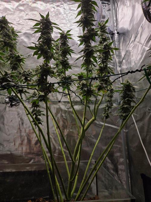 lemon cherry gelato. Week 14