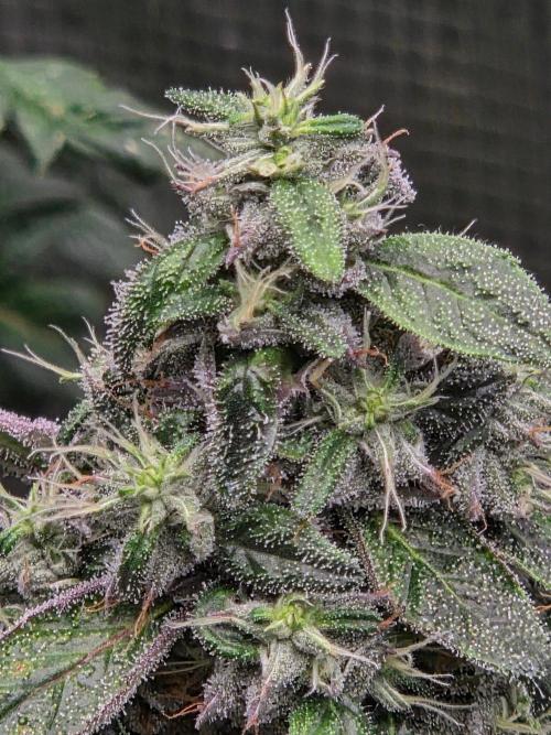 lemon cherry gelato. Week 14