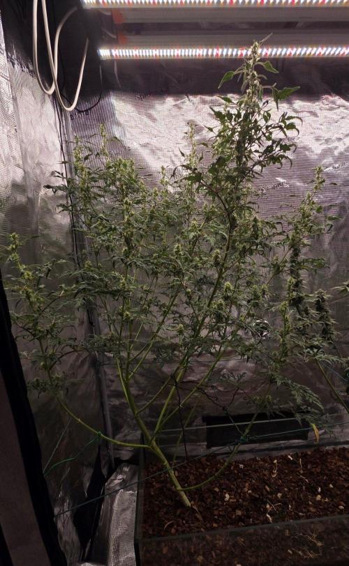Skunktrail fem. Week 14