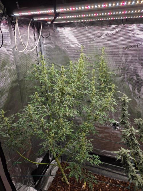 Skunktrail fem. Week 14