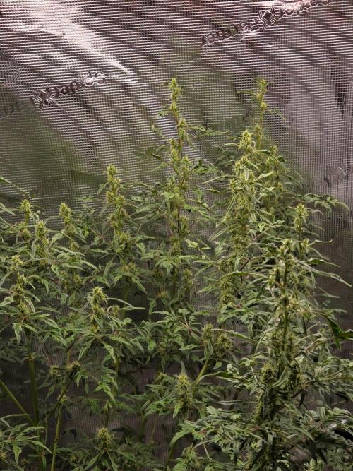 Skunktrail fem. Week 14