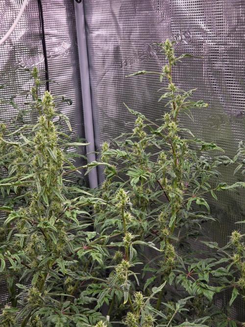 Skunktrail fem. Week 14