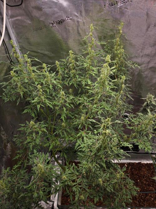 Skunktrail fem. Week 14