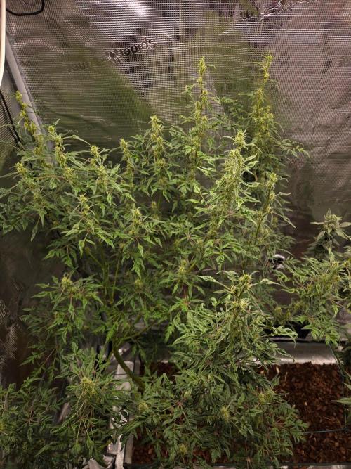 Skunktrail fem. Week 14