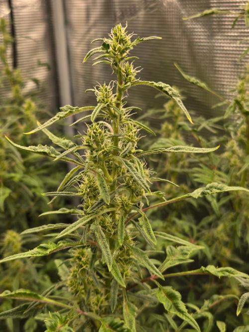 Skunktrail fem. Week 14