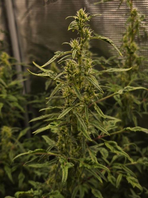 Skunktrail fem. Week 14