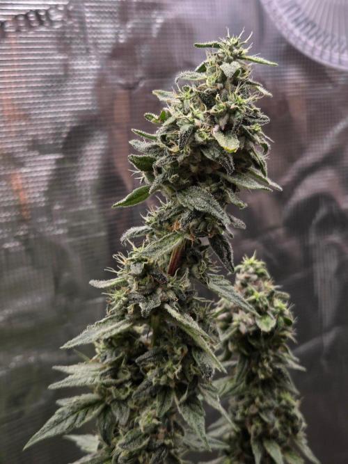 lemon cherry gelato. Week 15