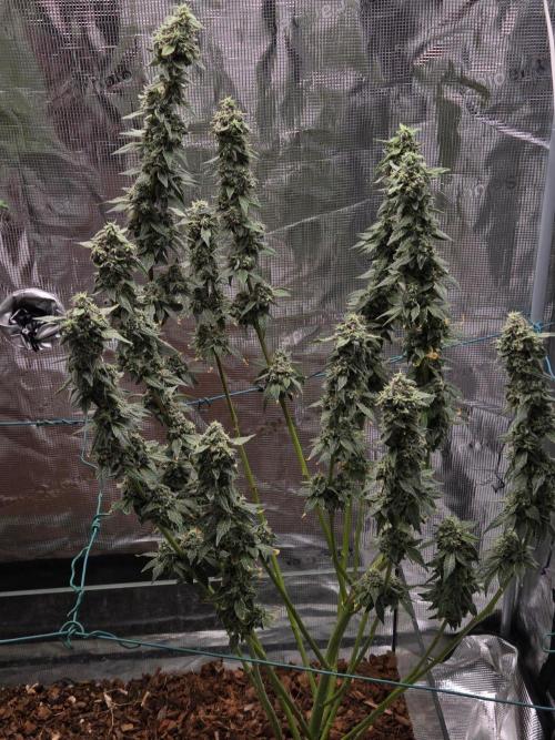 lemon cherry gelato. Week 15
