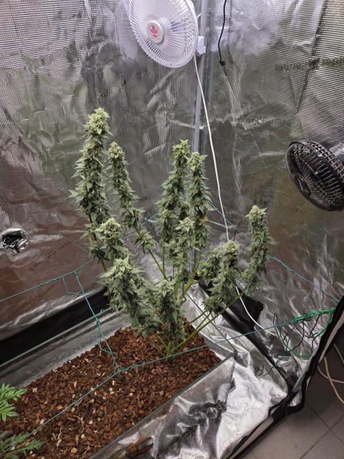 lemon cherry gelato. Week 15