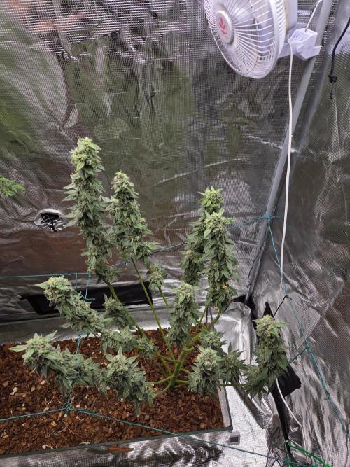 lemon cherry gelato. Week 15