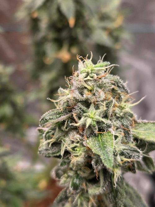 lemon cherry gelato. Week 15