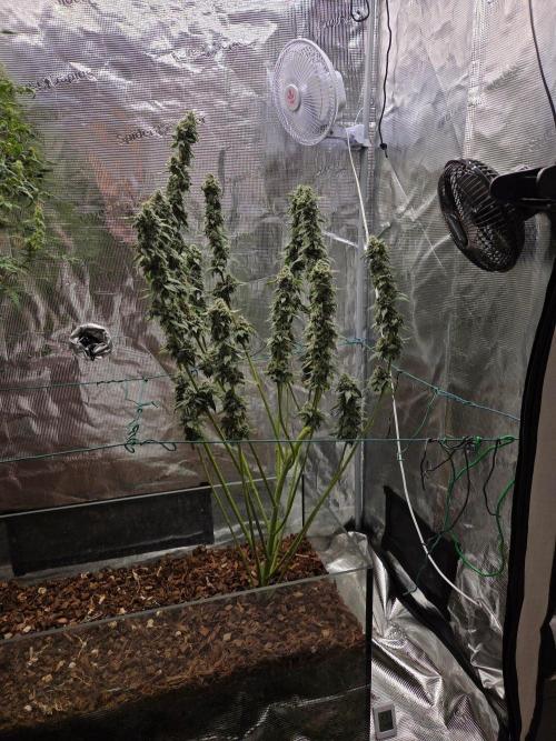 lemon cherry gelato. Week 15