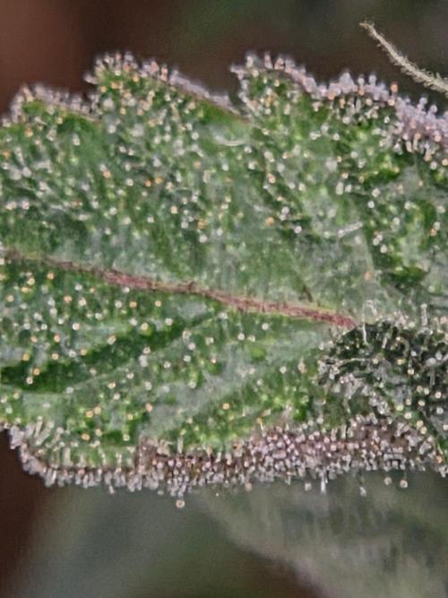 lemon cherry gelato. Week 15