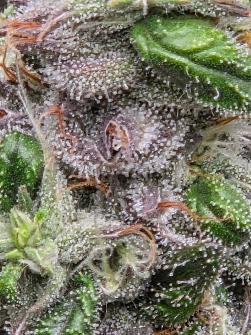 lemon cherry gelato. Week 15