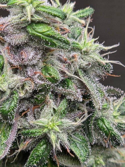 lemon cherry gelato. Week 15