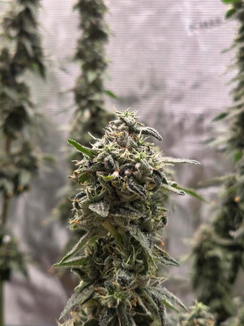 Grow Tent 4.5x2x6.5. Week 15