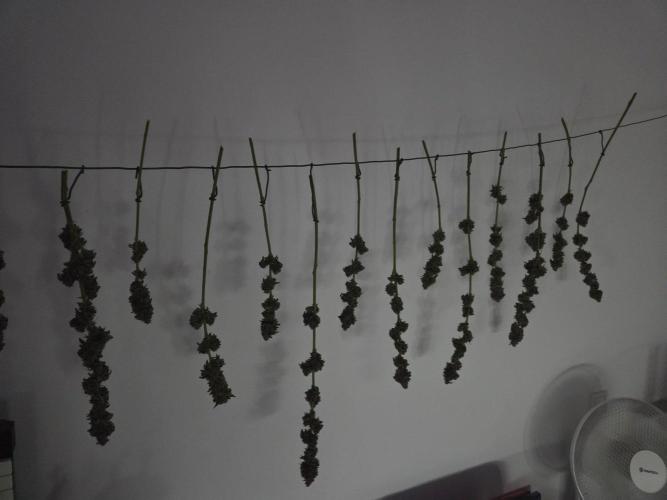 lemon cherry gelato. Week 15