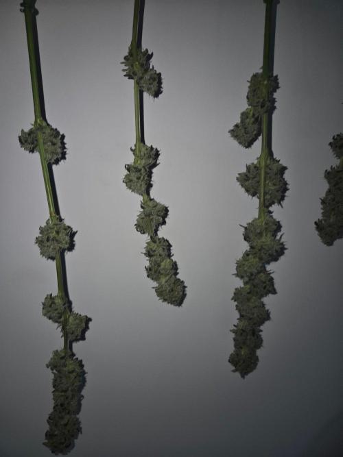 Grow Tent 4.5x2x6.5. Week 15