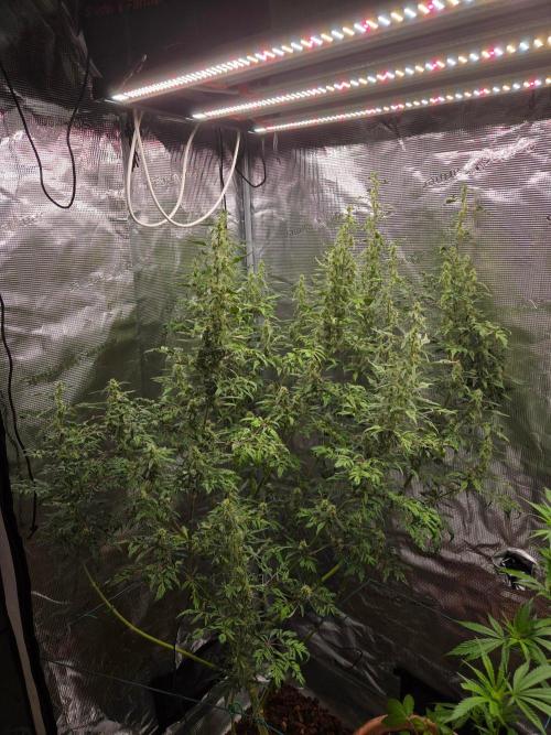 Skunktrail fem. Week 15