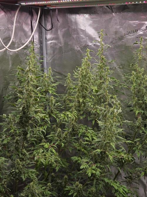 Skunktrail fem. Week 15