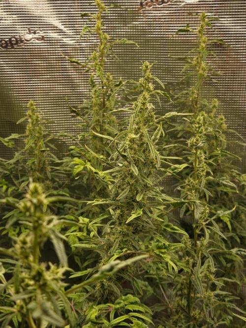 Skunktrail fem. Week 15