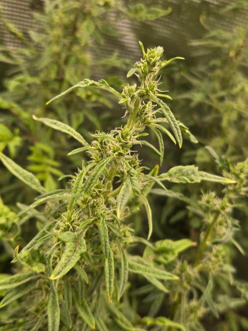 Skunktrail fem. Week 15