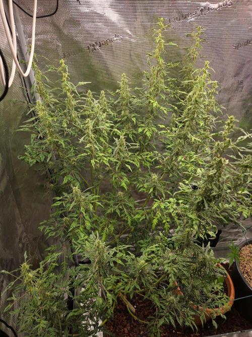 Skunktrail fem. Week 15
