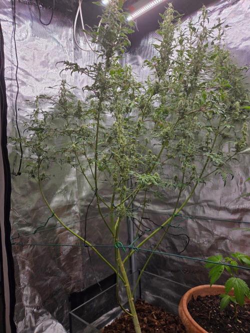 Skunktrail fem. Week 15