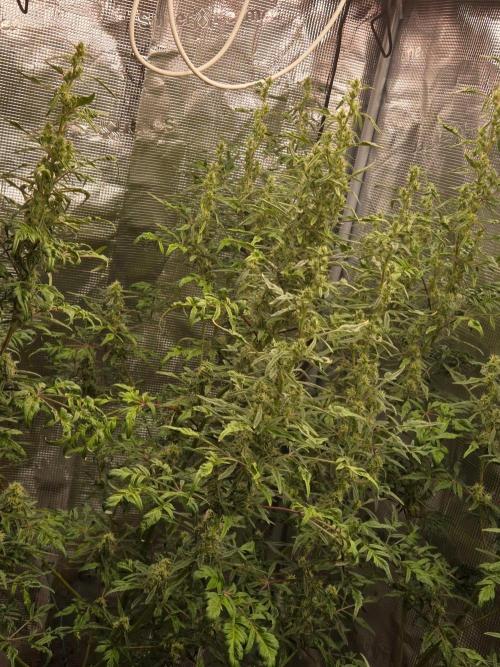 Skunktrail fem. Week 15