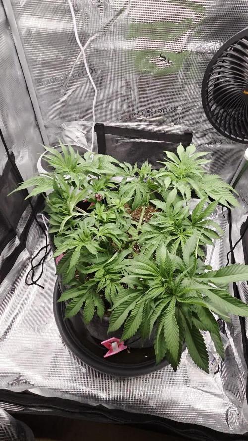 Royal Special Queen the First